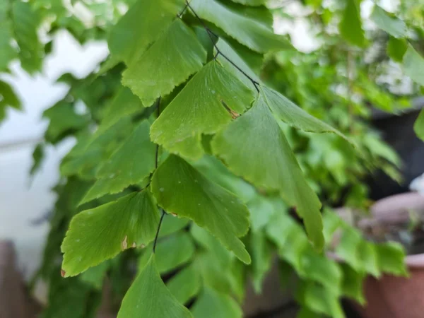 Leaves of Adiantum tenerum or Brittle maidenhair fern plant