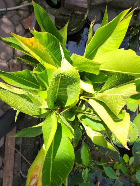 Calathea Luthea Ornamental Plant Leaves Sunlight — 스톡 사진