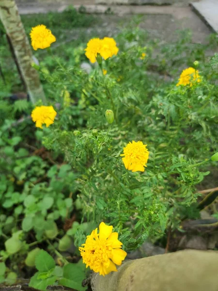 The beautiful Yellow flower of Tagetes erecta