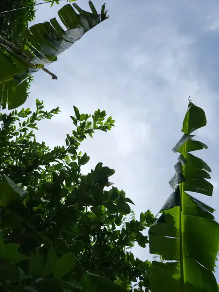 Silhouette of dark leaves with cloudy blue sky background