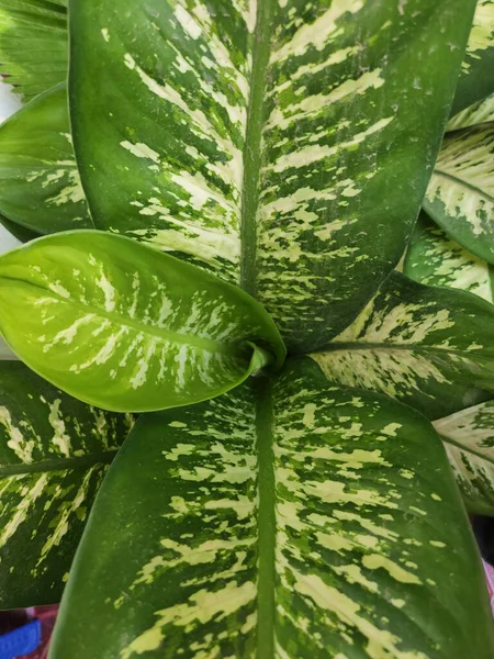 Top Center View Dieffenbachia Tropic Snow Plant — 图库照片