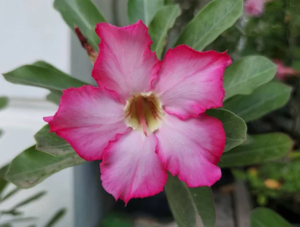 Beautiful Desert Flower, or Adenium Obesum flower, or Allium Ampeloprasum