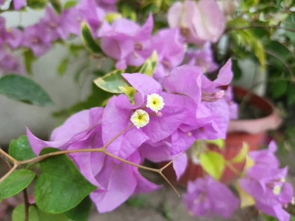 The beautiful flower of Bougainvillea or pink flower Plant