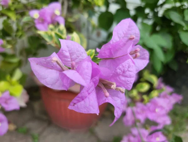 The beautiful flower of Bougainvillea or pink flower Plant