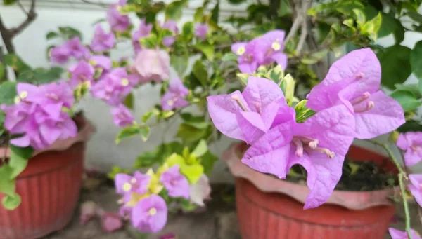 The beautiful flower of Bougainvillea or pink flower Plant