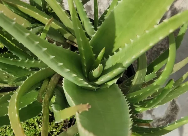 Aloe vera Üstten Görünüm