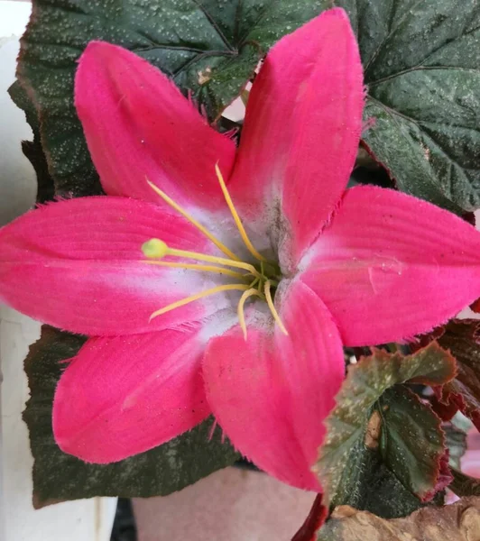 Fake Flower on the real plant begonia martin mystery