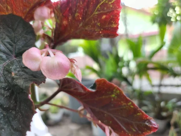Red Leaves Begonia Martin Mystery Flower — Stockfoto