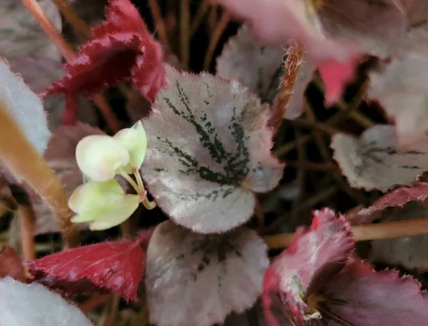 Red Leaves Begonia Martin Mystery Flower — 图库照片