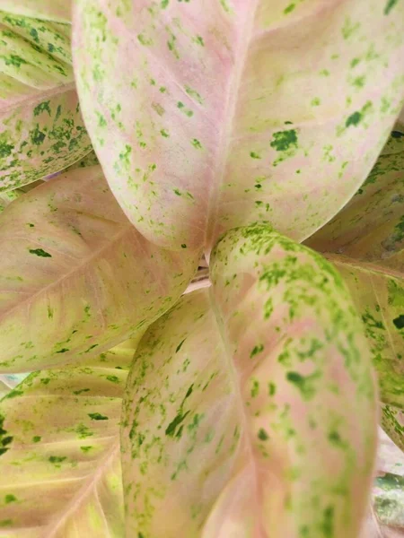 Leaves Aglaonema Dizzy Diamond Plant — Stockfoto