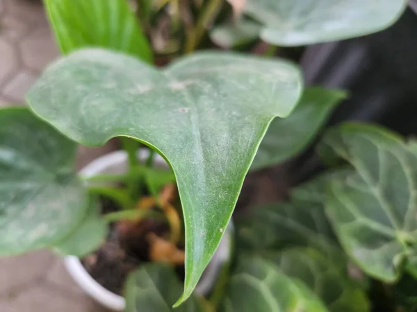 Leaves Variegated Monstera Deliciosa Albo Plant — 스톡 사진