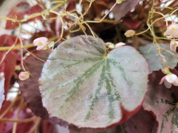 Red Leaves Begonia Martin Mystery Flower — 图库照片