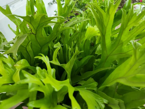 The leaves of Microsorum punctatum or Asplenium antuquum amy Plant
