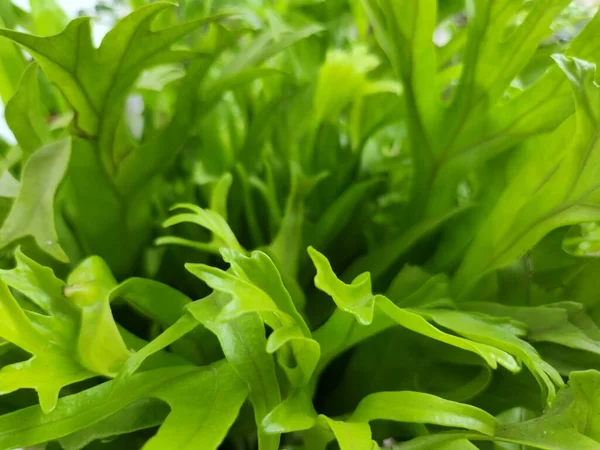 The leaves of Microsorum punctatum or Asplenium antuquum amy Plant