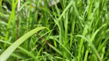 Green grass under the sunlight rocked by the soft breeze wind
