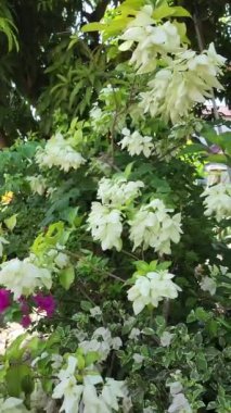 Combination Of Mussaenda And Bougainvillea Plant