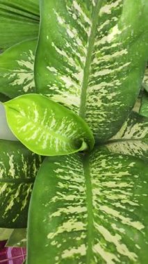 Top View Dieffenbachia or Tropic Snow