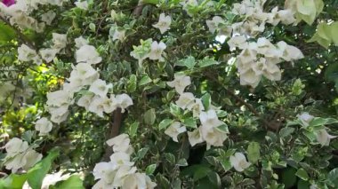 Flower And Leave White Stripe' Bougainvillea Plant