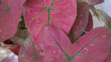 Full Red Caladium Carolyn WhortonIn Bood Color