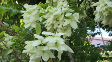 Beautiful Flower of Mussaenda White Flower Plant