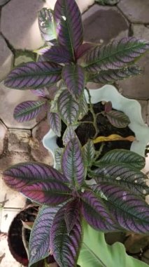 Purple Persian Shield (Strobilanthes Dyerianus)