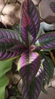 Purple Persian Shield (Strobilanthes Dyerianus)