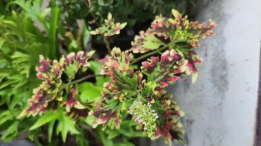 Top View of Solenostemon Scutellarioides 'India Frills' Coleus Plant