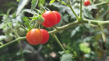 Solanum Lycopersicum cerasiforme or cherry tomato ready to harvest