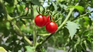 Solanum Lycopersicum cerasiforme or cherry tomato ready to harvest