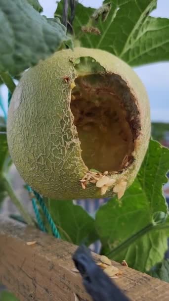 Melon Fruit Hanging Stem Plant Being Bitten Wild Animal — Vídeo de Stock