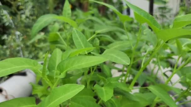 Leaves Ipomoea Aquatica Plant — Vídeo de stock
