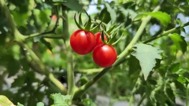 Solanum Lycopersicum Cerasiforme Cherry Tomato Ready Harvest — Wideo stockowe