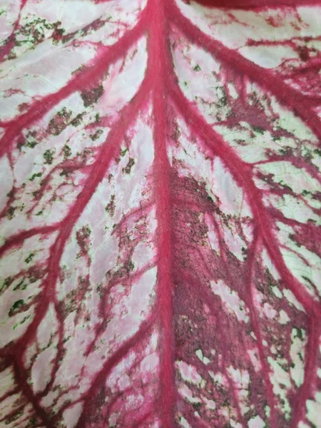 Caladium Carousel Has Red Veins Bleed — 图库照片