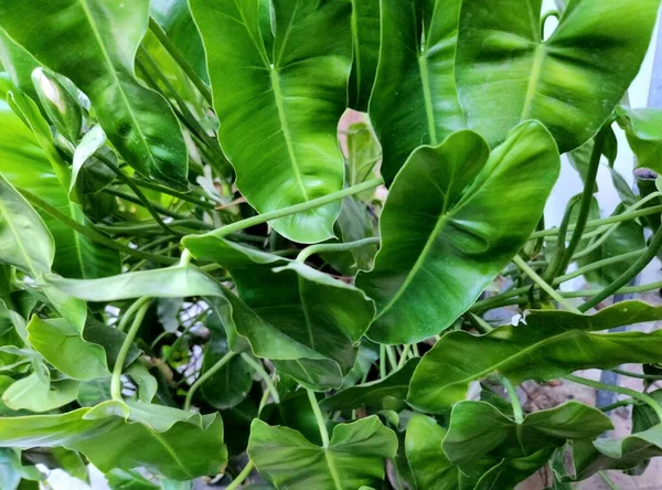 Philodendron Burle Marx Thick Leaves — Stockfoto