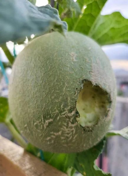 Melon fruit bitten by a creeping animal