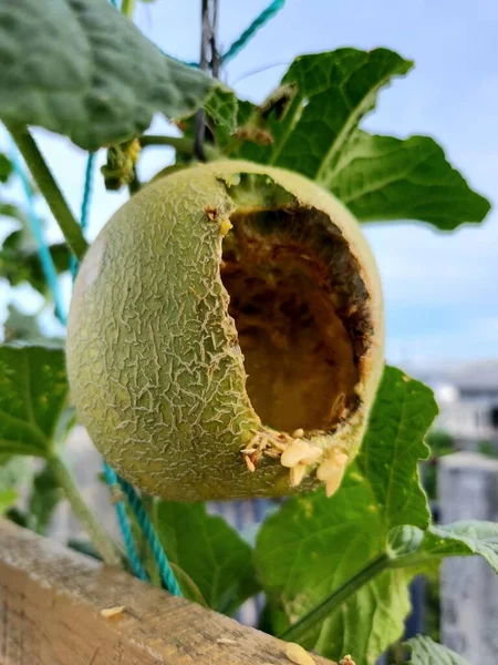 melon fruit,fruit,plant,melon,stem,hanging,still,nature,food,flower,garden,tree,green,leaf,yellow,vegetable,branch,citrus,produce,berry,evergreen