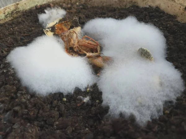 Shrimp carcass surrounded by the white mushrooms