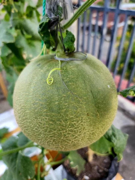 Melon Fruit Still Hanging Stem Plant — Stok fotoğraf