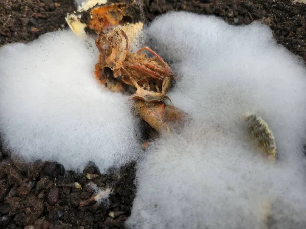 Shrimp carcass surrounded by the white mushrooms