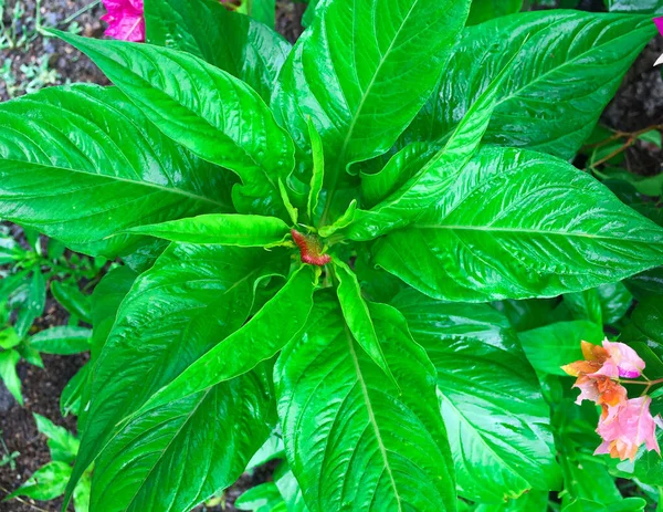 Top View Green Leaf Balsam Impatiens — Stockfoto
