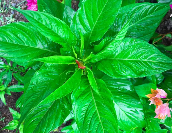 Top View of the Green Leaf of Balsam Impatiens