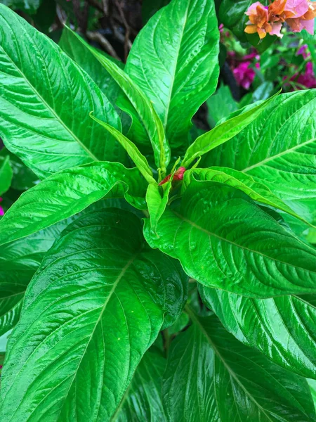 Green Leaf of Balsam Impatiens