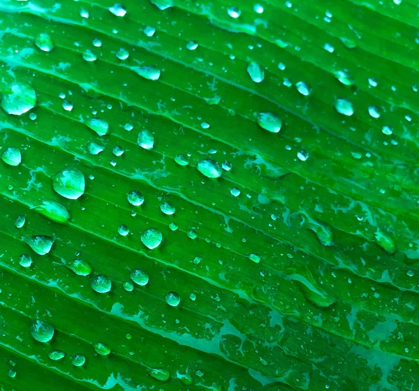 Water Droplets Banana Leaves Morning Farm — Stock Fotó
