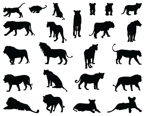 Black Silhouettes Lions White Background — Stock Vector