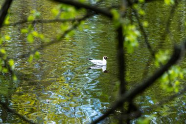 Parktaki gölün güzel manzarası