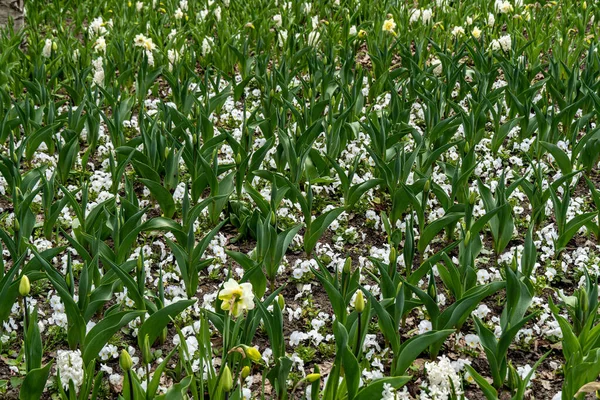 Schöne Weiße Blumen Garten — Stockfoto