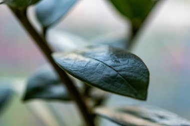 beyaz arkaplanda yeşil yapraklar