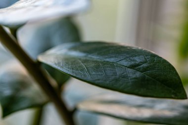 Bahçede yeşil yapraklar