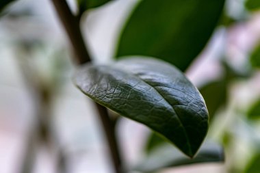 Bahçede yeşil yapraklar