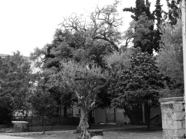 Vista Árvores Rua Aegina Grécia Foto Alta Qualidade — Fotografia de Stock